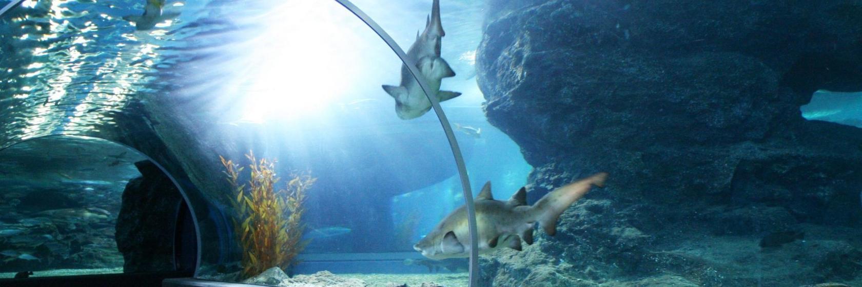 シーライフ バンコク オーシャンワールド